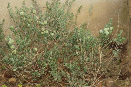 Réf. 300 603 : Bayeriola thymicola